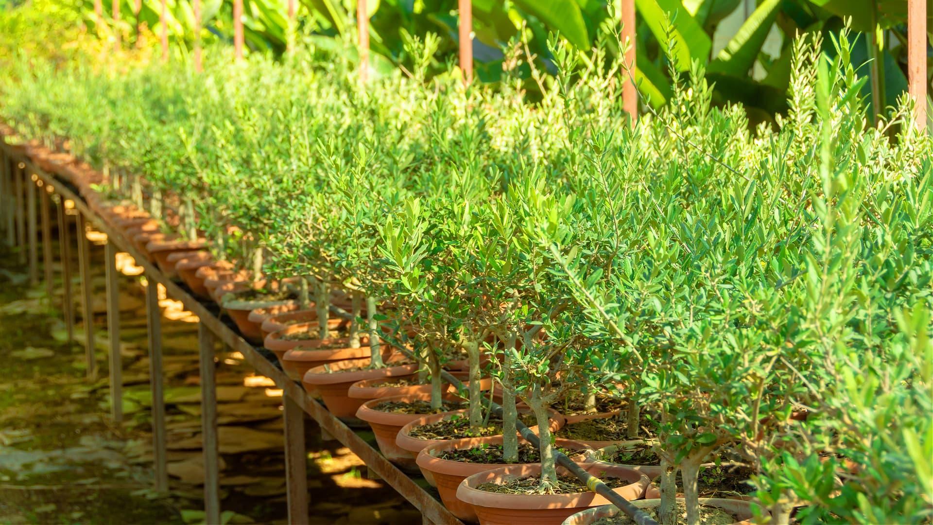 A row of young olive trees in terracotta pots arranged on a wooden shelf. - Olive Oil Times