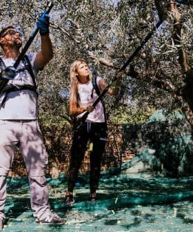Two individuals using long poles to harvest olives from trees in an olive grove. - Olive Oil Times