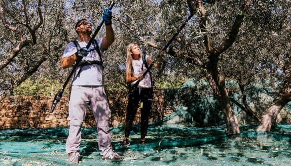 Two individuals using long poles to harvest olives from trees in an olive grove. - Olive Oil Times