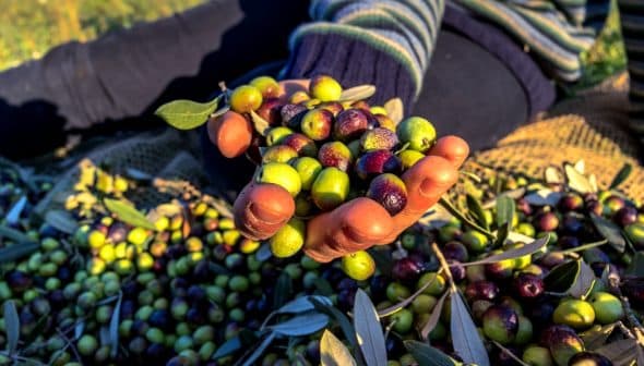 A hand holding a mix of green and purple olives during an olive harvest. - Olive Oil Times