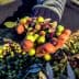 A hand holding a mix of green and purple olives during an olive harvest. - Olive Oil Times