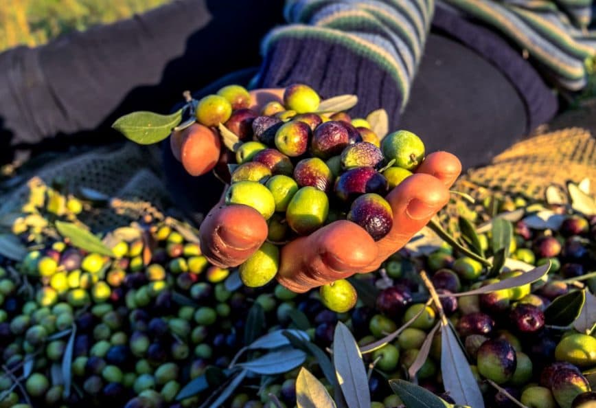 A hand holding a mix of green and purple olives during an olive harvest. - Olive Oil Times