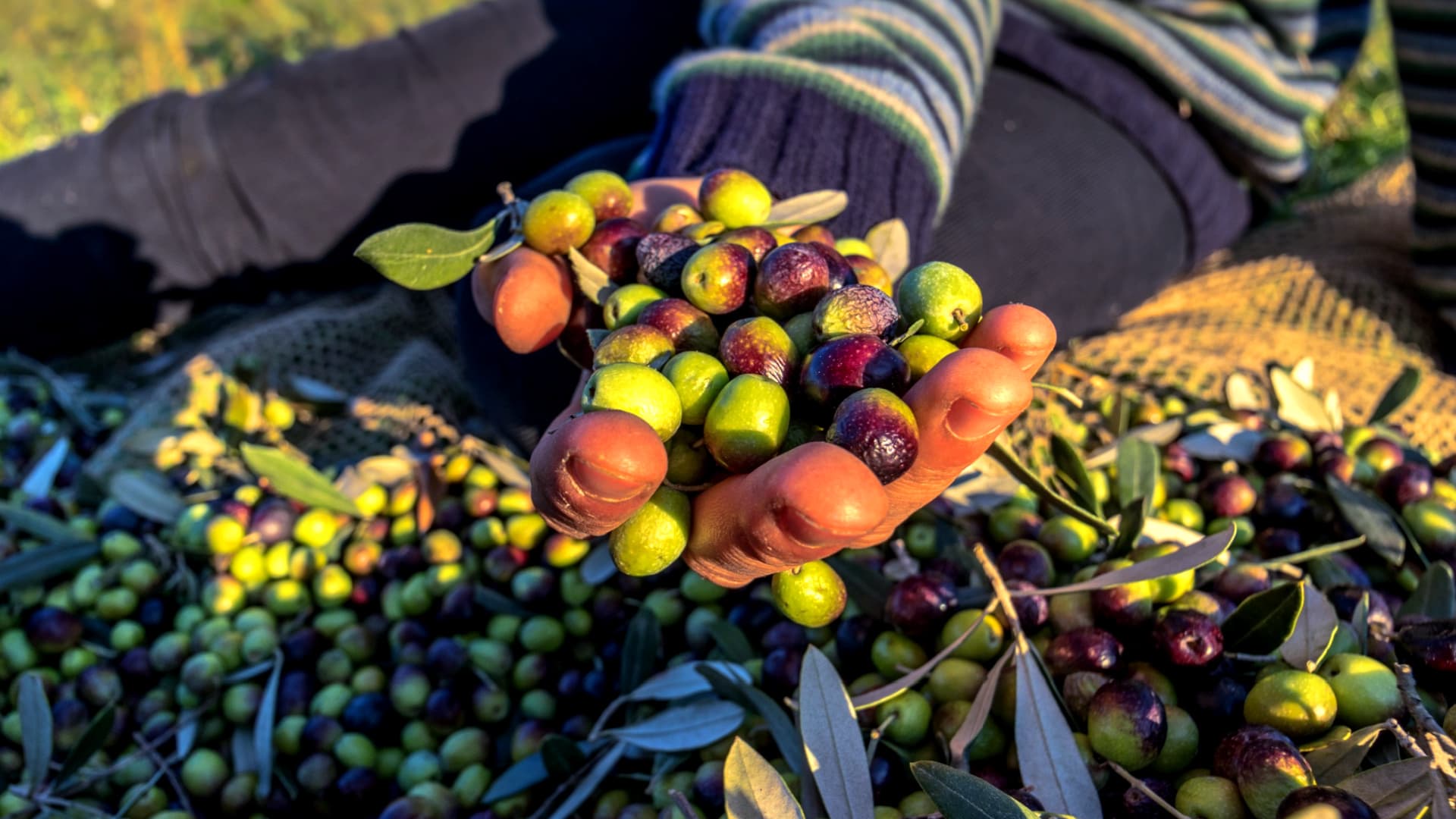 A hand holding a mix of green and purple olives during an olive harvest. - Olive Oil Times