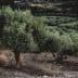 An olive tree with green leaves standing in a field with other olive trees in the background. - Olive Oil Times