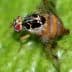 Close-up image of a fruit fly with distinctive features on a green surface. - Olive Oil Times