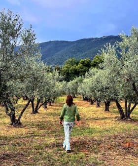 Individual walking among olive trees in a grove with mountains in the background. - Olive Oil Times