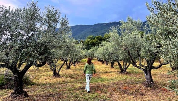 Individual walking among olive trees in a grove with mountains in the background. - Olive Oil Times