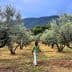 Individual walking among olive trees in a grove with mountains in the background. - Olive Oil Times
