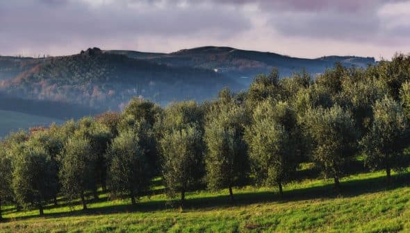 Row of olive trees in a green field with rolling hills in the background under a cloudy sky. - Olive Oil Times
