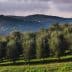 Row of olive trees in a green field with rolling hills in the background under a cloudy sky. - Olive Oil Times