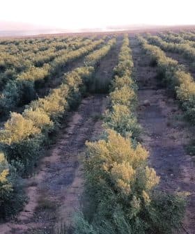 Rows of olive trees in a cultivated orchard under soft sunlight. - Olive Oil Times