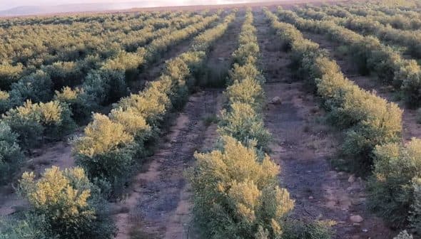 Rows of olive trees in a cultivated orchard under soft sunlight. - Olive Oil Times