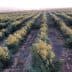 Rows of olive trees in a cultivated orchard under soft sunlight. - Olive Oil Times