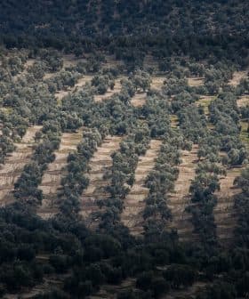 Aerial view of a structured olive tree plantation with rows of trees and cultivated land. - Olive Oil Times