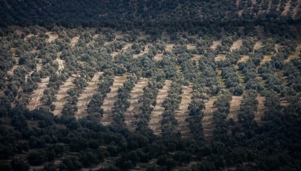 Aerial view of a structured olive tree plantation with rows of trees and cultivated land. - Olive Oil Times
