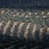 Aerial view of a structured olive tree plantation with rows of trees and cultivated land. - Olive Oil Times