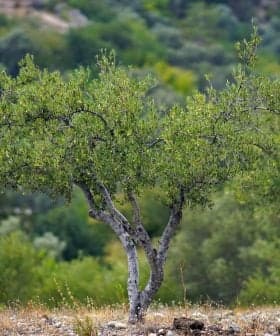 An olive tree with green leaves and a twisting trunk in a natural setting. - Olive Oil Times