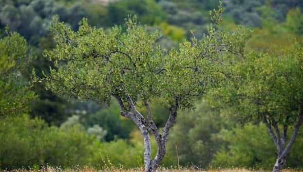 An olive tree with green leaves and a twisting trunk in a natural setting. - Olive Oil Times