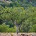 An olive tree with green leaves and a twisting trunk in a natural setting. - Olive Oil Times