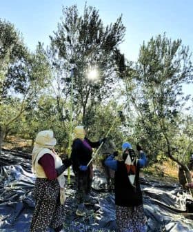 Group of women harvesting olives from trees in an orchard with sunlight filtering through the leaves. - Olive Oil Times