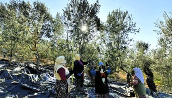 Group of women harvesting olives from trees in an orchard with sunlight filtering through the leaves. - Olive Oil Times