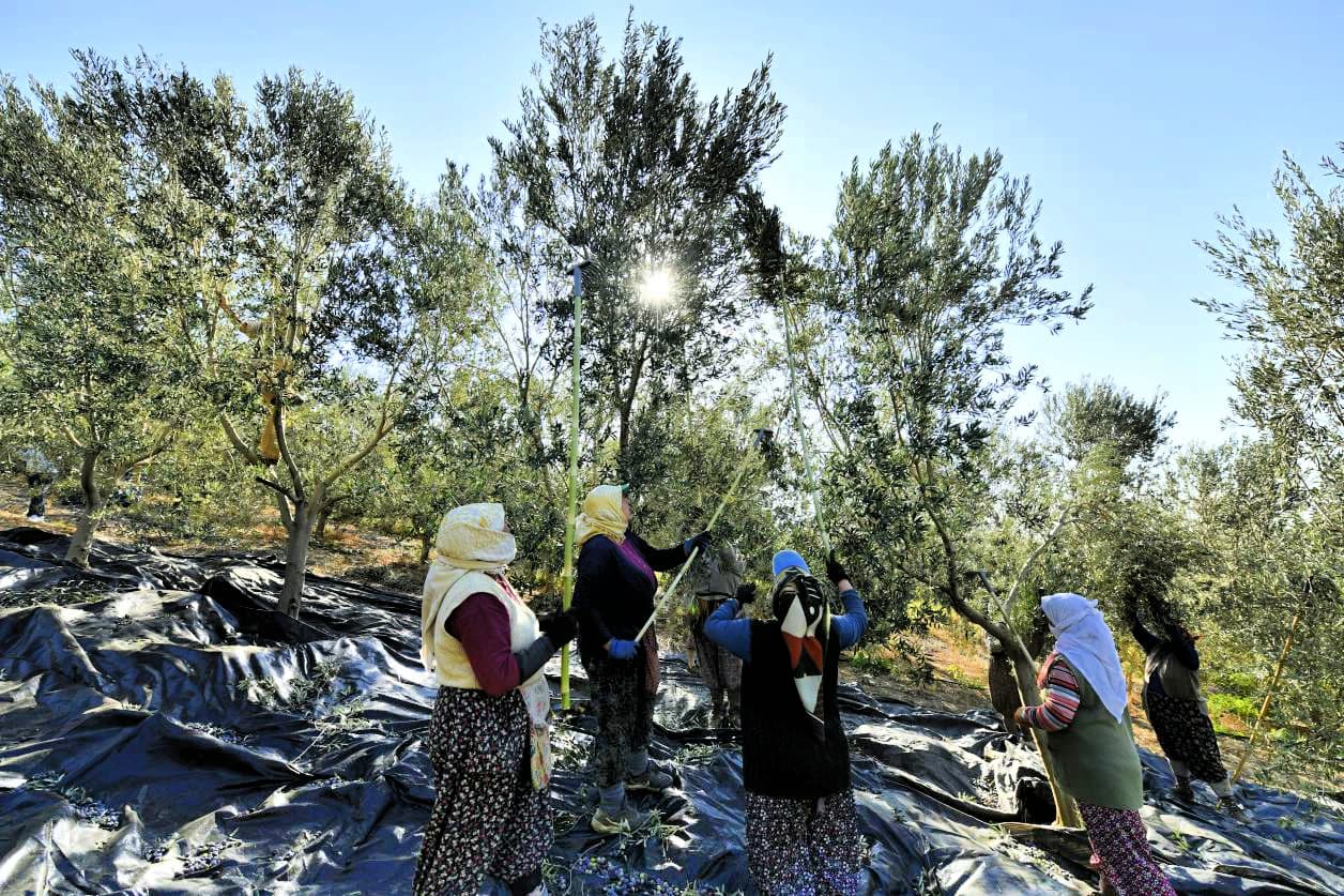 Group of women harvesting olives from trees in an orchard with sunlight filtering through the leaves. - Olive Oil Times