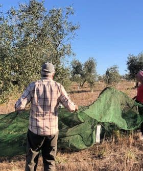 Two individuals gathering olives in an orchard using a green net under olive trees. - Olive Oil Times
