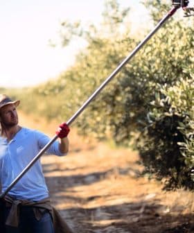 Man wearing a straw hat and gloves using a long pole to harvest olives from a tree. - Olive Oil Times