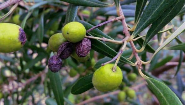 Branch of an olive tree featuring green and black olives among the leaves. - Olive Oil Times