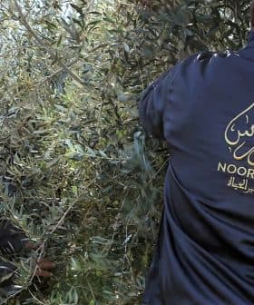 Two workers in dark jackets harvesting olives from an olive tree in a field. - Olive Oil Times