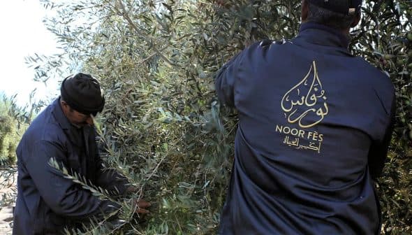 Two workers in dark jackets harvesting olives from an olive tree in a field. - Olive Oil Times