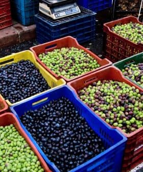 Various baskets filled with green, black, and purple olives arranged at a market. - Olive Oil Times