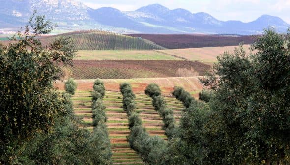Olive trees arranged in rows on a hillside with distant mountains in the background. - Olive Oil Times