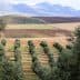 Olive trees arranged in rows on a hillside with distant mountains in the background. - Olive Oil Times