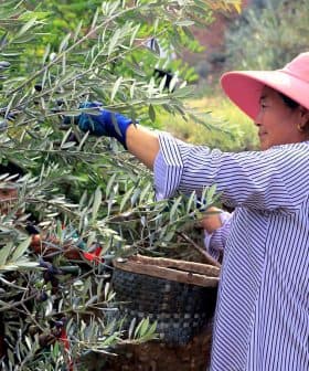 Woman wearing a pink hat and gloves harvesting olives from an olive tree in a field. - Olive Oil Times