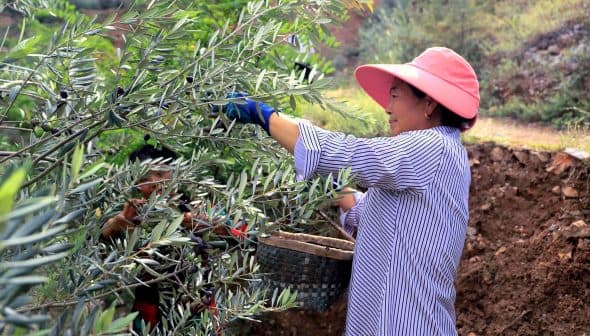 Woman wearing a pink hat and gloves harvesting olives from an olive tree in a field. - Olive Oil Times