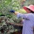 Woman wearing a pink hat and gloves harvesting olives from an olive tree in a field. - Olive Oil Times