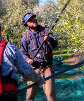 Two individuals using equipment to harvest olives from trees in an olive grove. - Olive Oil Times