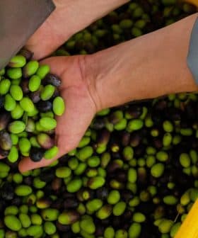 Two hands holding a mix of green and black olives above a container filled with more olives. - Olive Oil Times