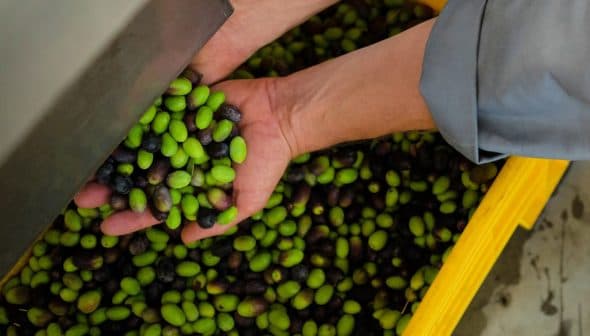 Two hands holding a mix of green and black olives above a container filled with more olives. - Olive Oil Times
