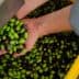 Two hands holding a mix of green and black olives above a container filled with more olives. - Olive Oil Times