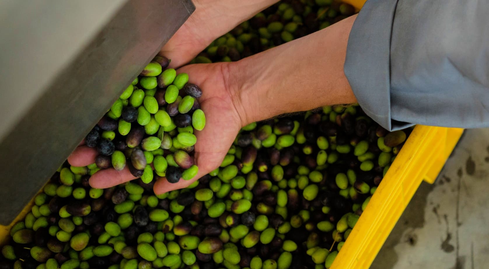 Two hands holding a mix of green and black olives above a container filled with more olives. - Olive Oil Times