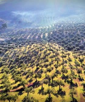 Aerial view of a large olive grove with rows of olive trees and varying shades of green and brown. - Olive Oil Times
