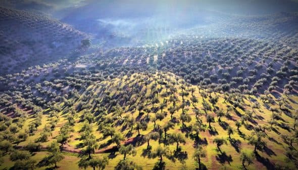 Aerial view of a large olive grove with rows of olive trees and varying shades of green and brown. - Olive Oil Times