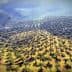 Aerial view of a large olive grove with rows of olive trees and varying shades of green and brown. - Olive Oil Times