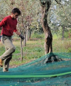 A man wearing a red shirt and gloves walking through an olive grove with green nets on the ground. - Olive Oil Times