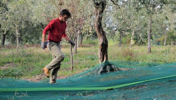 A man wearing a red shirt and gloves walking through an olive grove with green nets on the ground. - Olive Oil Times