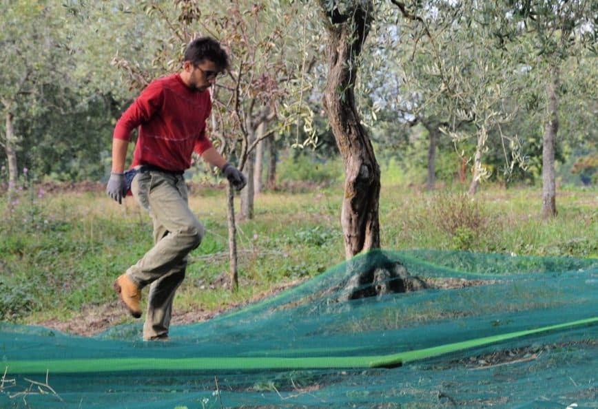 A man wearing a red shirt and gloves walking through an olive grove with green nets on the ground. - Olive Oil Times