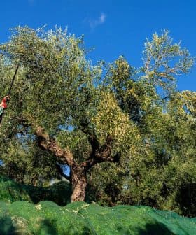 Person using a long pole to harvest olives from an olive tree in a field. - Olive Oil Times