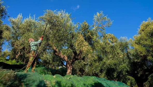 Person using a long pole to harvest olives from an olive tree in a field. - Olive Oil Times